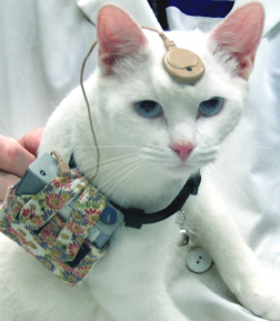 How cool is this! Implanted cat 5 months after surgery. The cat wears the device 8 hours a day, 5 days a week.   These cats are born deaf and offer an excellent model for studying congenital deafness. With the implant, cats will come when called and demonstrate behaviorally that they can hear. 